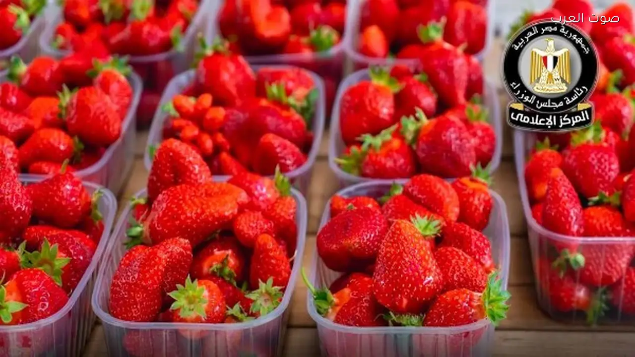 الفراولة المصرية تحقق 11.5 مليار دولار في الصادرات