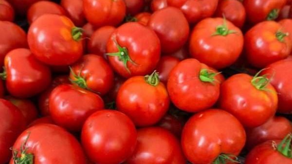 انخفاض سعر الطماطم 20 جنيه بعد زيادة المعروض ليصل إلى 30 جنيه للكيلو