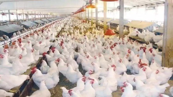 انخفاض ملحوظ في أسعار الدواجن اليوم