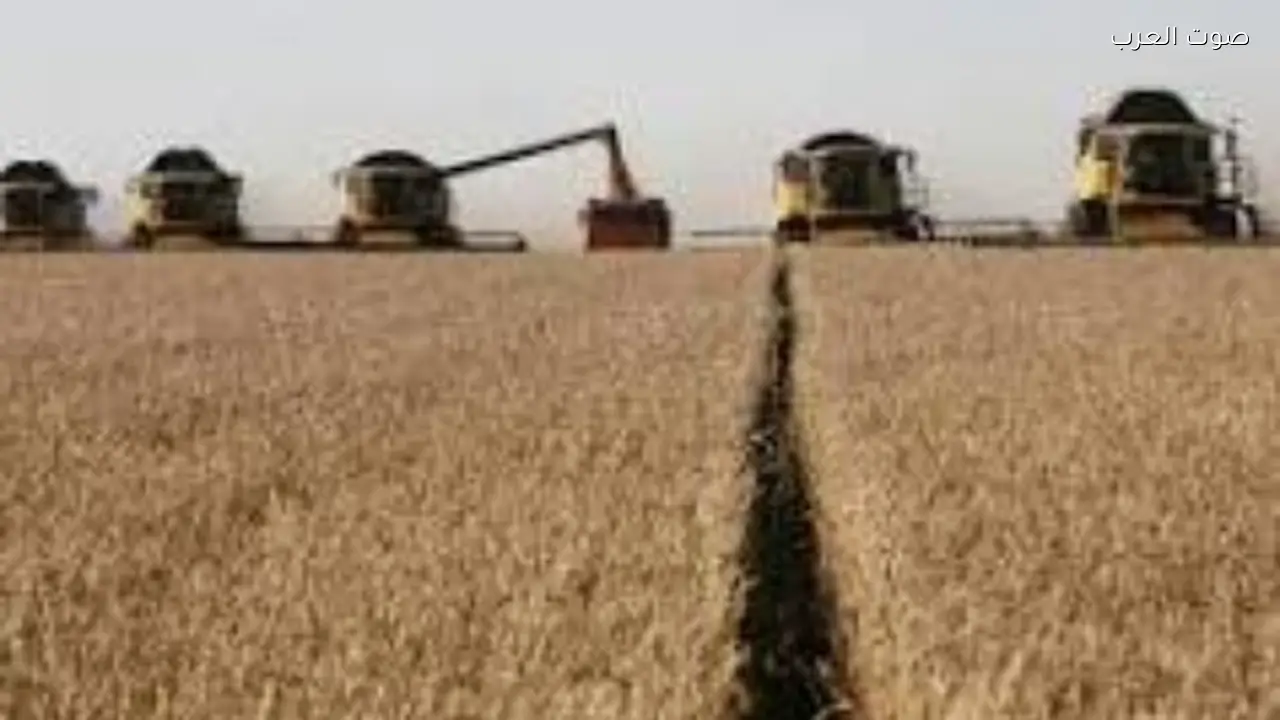 بدء موسم توريد القمح غدًا بسعر 2500 جنيه للأردب
