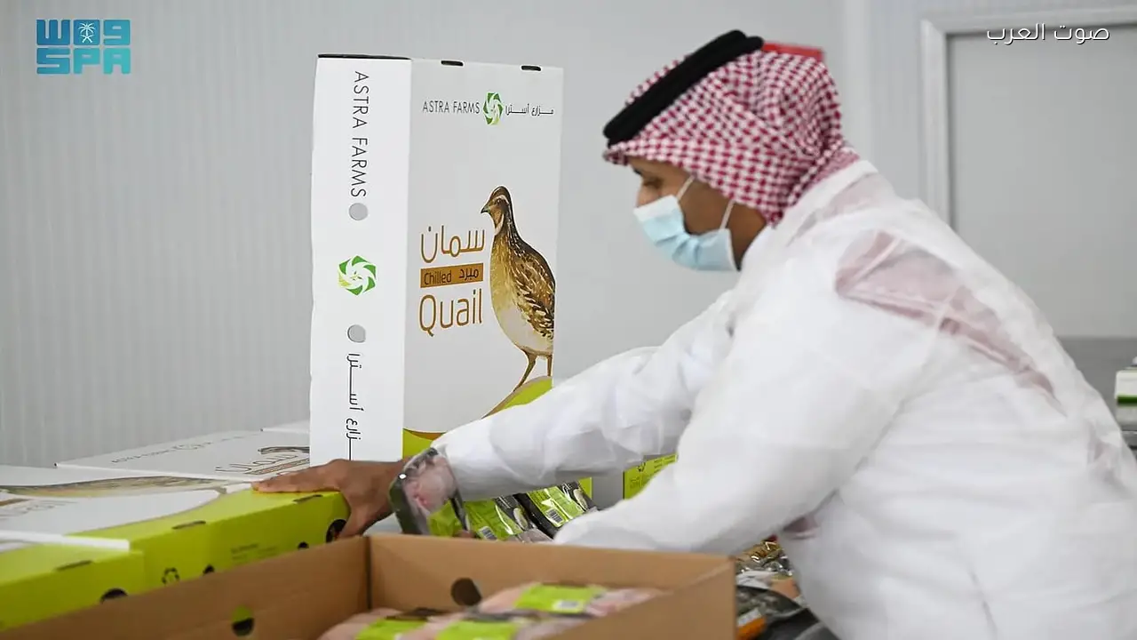 تبوك تنتج أكثر من 2.5 مليون طائر سمان شهريًا