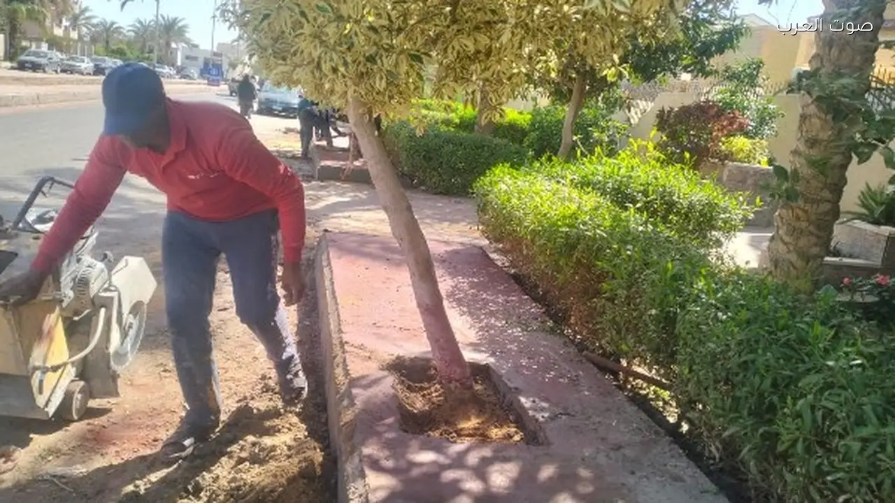 تحرك فوري لرئيس العاشر من رمضان لمعالجة مخالفة رصف وحماية الأشجار