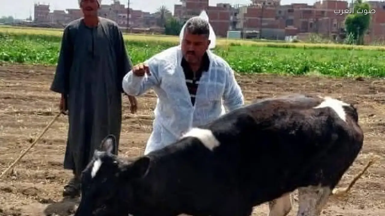 تحصين مليون رأس ماشية في أول أسبوع من الحملة ضد الجلد العقدي وجدري الأغنام