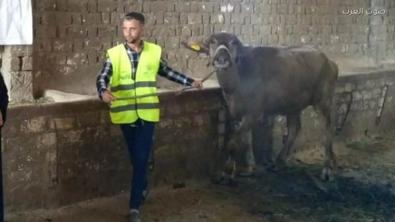 تسليم 71,524 رأس ماشية للأسر المحتاجة في المحافظات