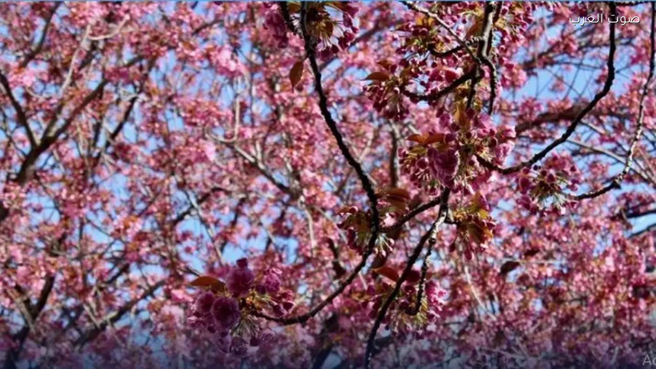 تعب الربيع: من ظاهرة طبيعية إلى وهم ثقافي