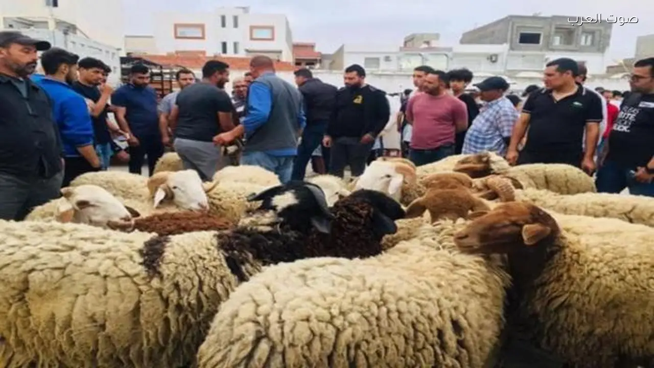 تونس تستورد الأضاحي مع ارتفاع سعر الكيلوغرام إلى 11% من الأجر الأدنى