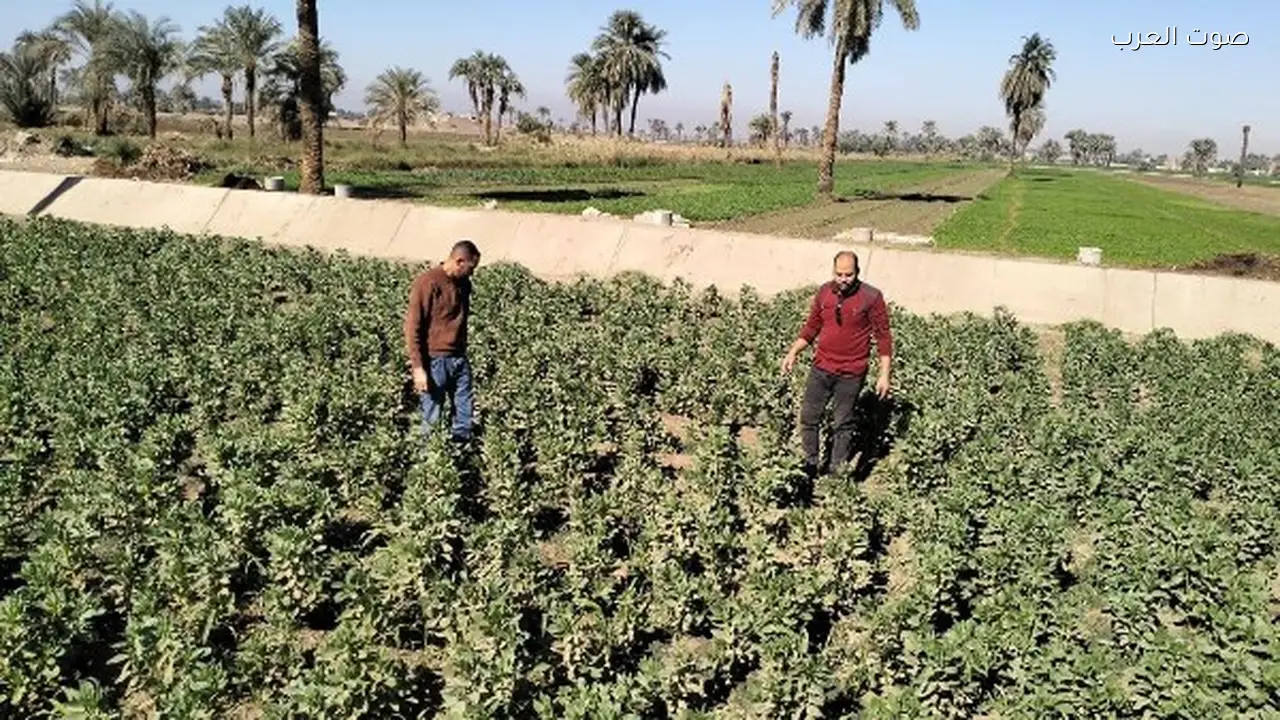 حرارة مرتفعة تهدد محصولي القمح والبطاطس ونصائح لتقليل الخسائر