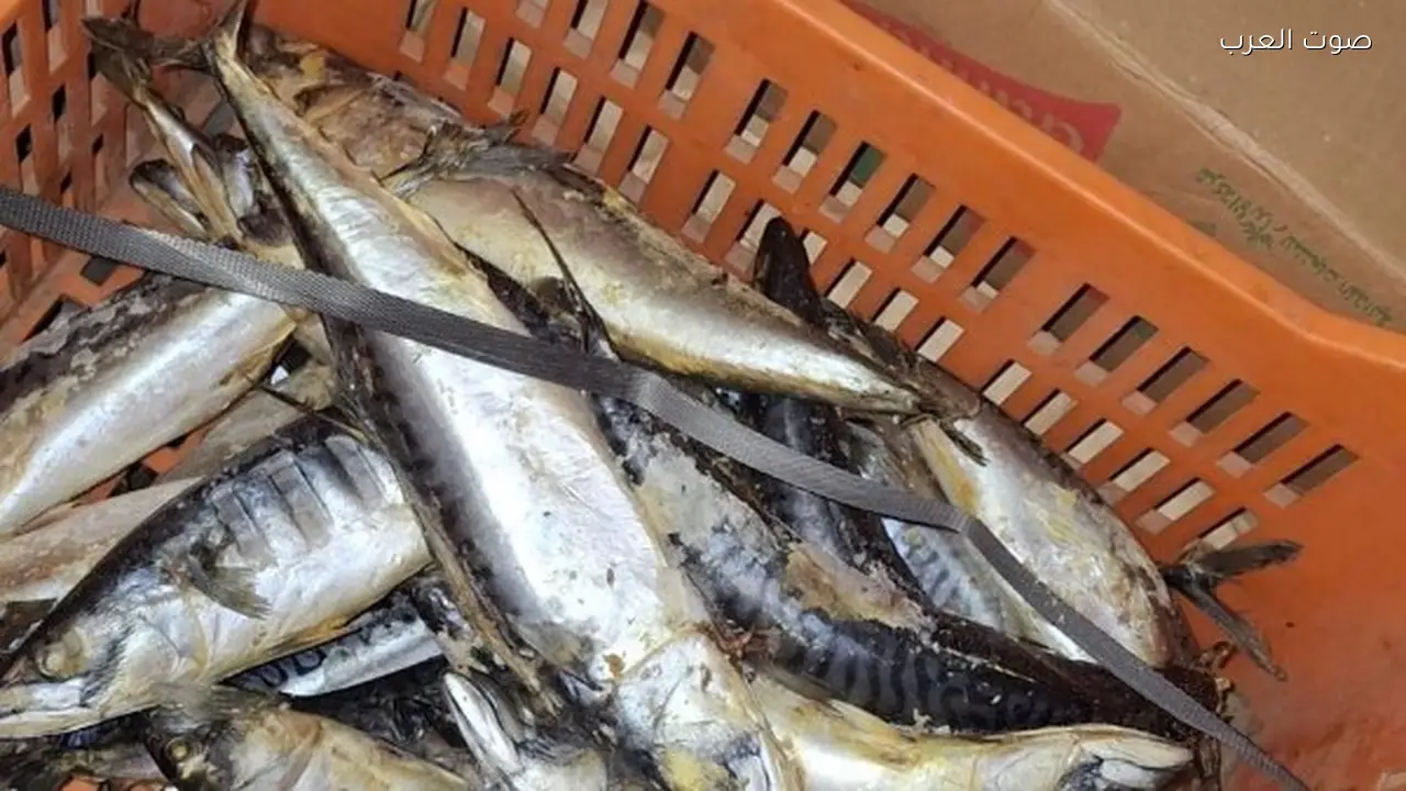 حملات بيطرية تكشف مفاجآت في أسواق الأسماك استعدادًا لشم النسيم