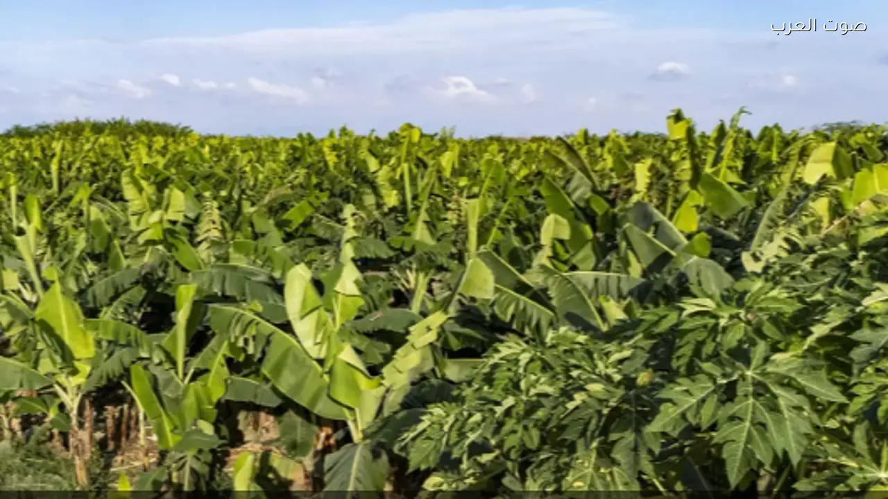 زراعة الموز في جازان تعزز الاستدامة وتدعم الاقتصاد المحلي