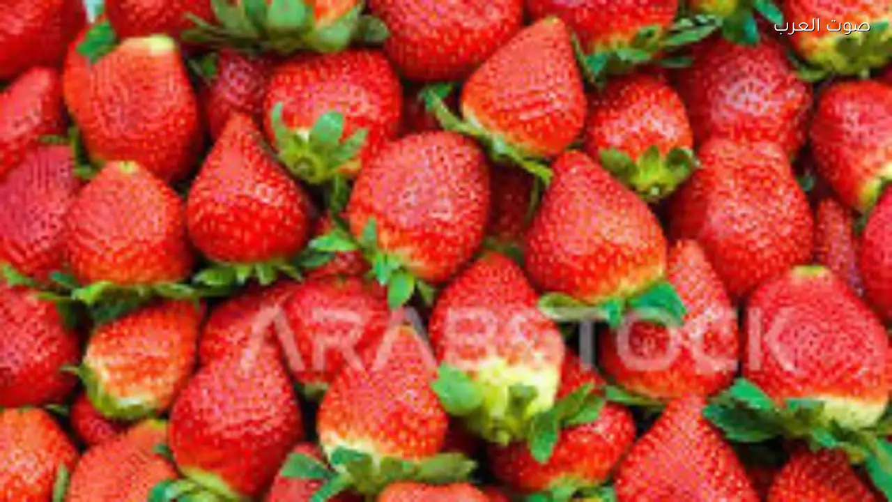 زيادة إنتاجية الفراولة بنسبة 30% إلى 40% حسب إبراهيم البشاري