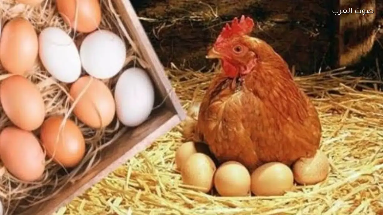 سعر كرتونة البيض اليوم السبت بعد انخفاض أسعار الدواجن