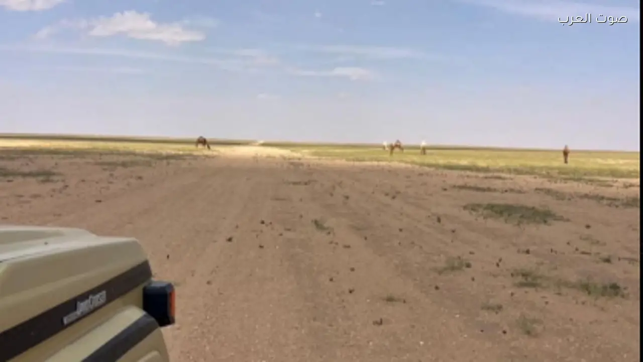 ضبط مواطن بسبب مخالفة رعي في محمية الملك عبدالعزيز