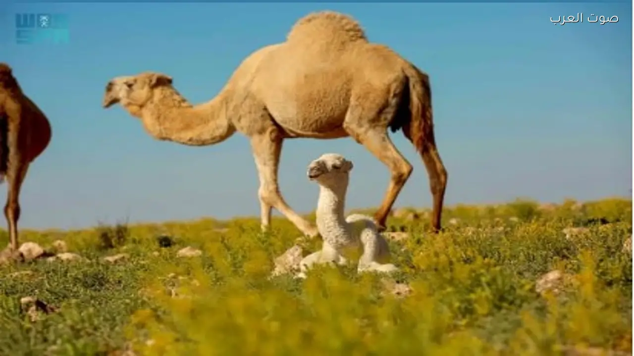 ضوابط جديدة للرعي في محمية الإمام تركي بن عبدالله