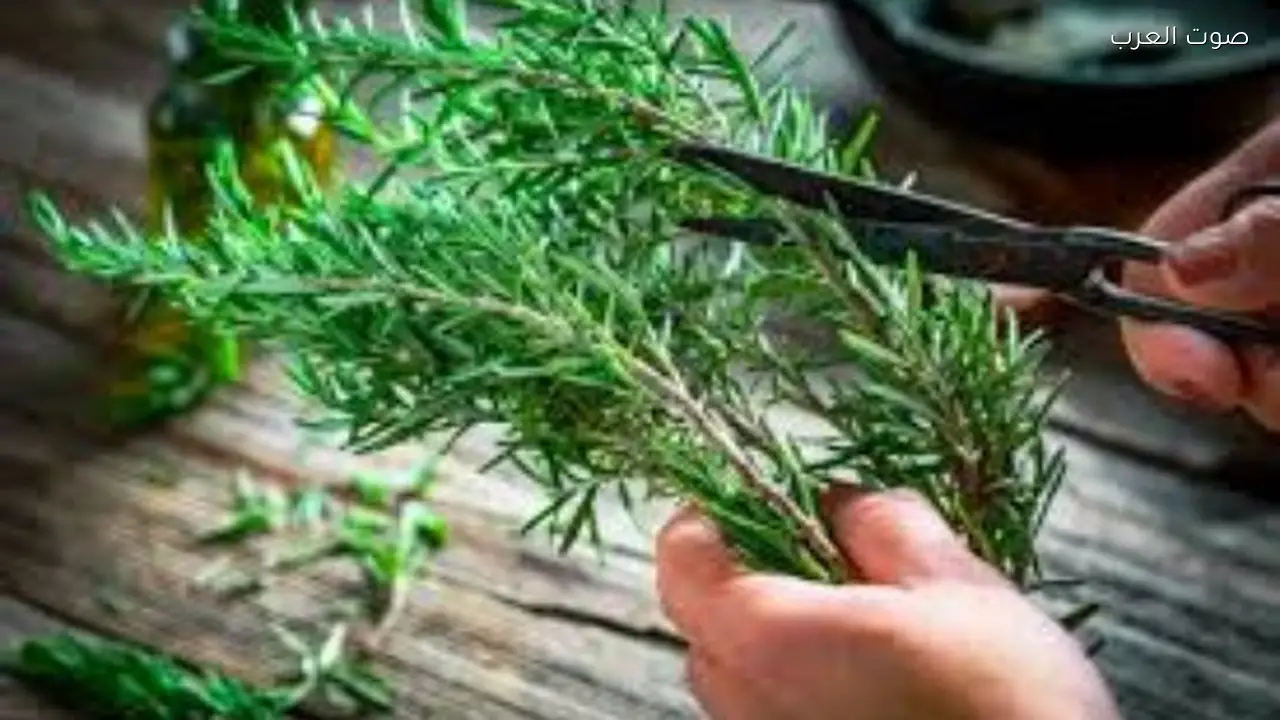 عشبة فعالة لمكافحة البكتيريا والفيروسات والسرطان