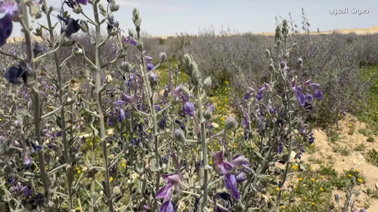 عودة العهين إلى براري رفحاء تعكس تعافي الغطاء النباتي
