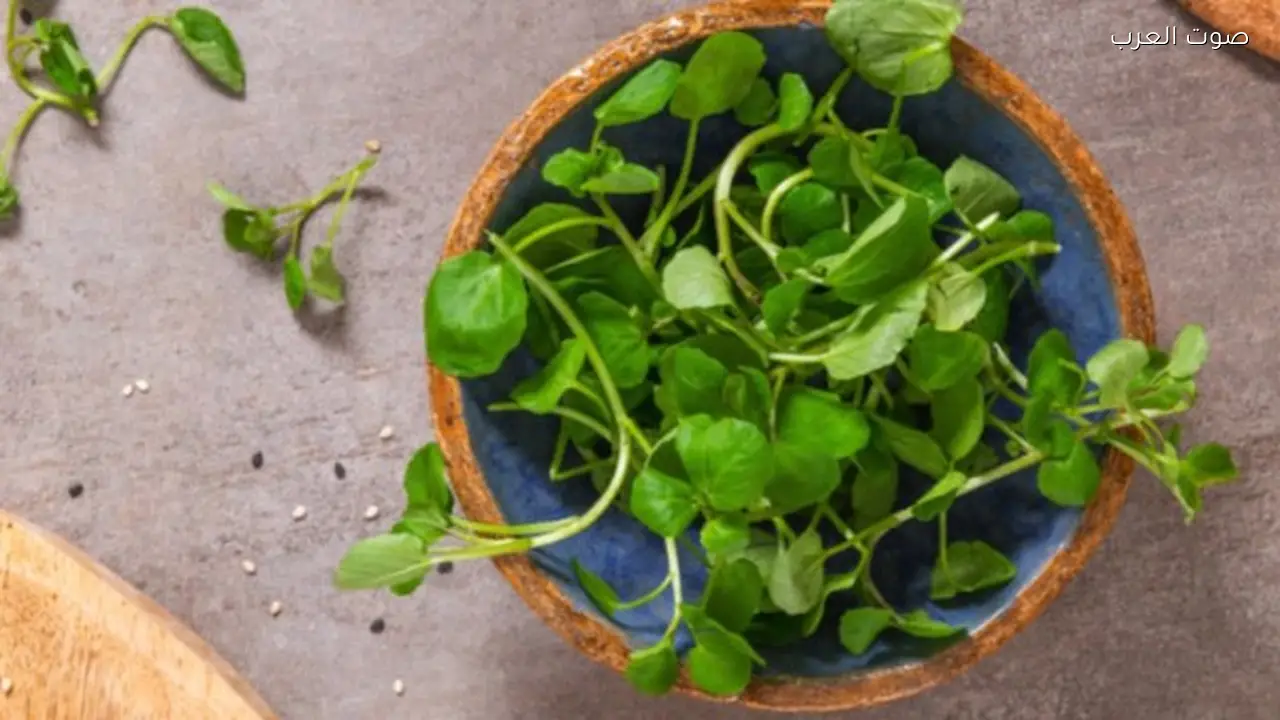 فوائد تناول الجرجير المائي وكيفية إضافته لنظامك الغذائي