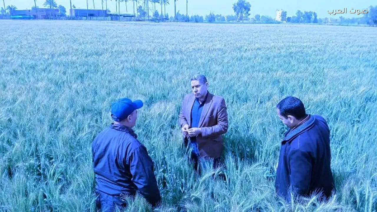 مديريات الزراعة تتابع صرف الأسمدة وتوريد قصب السكر بجولات ميدانية