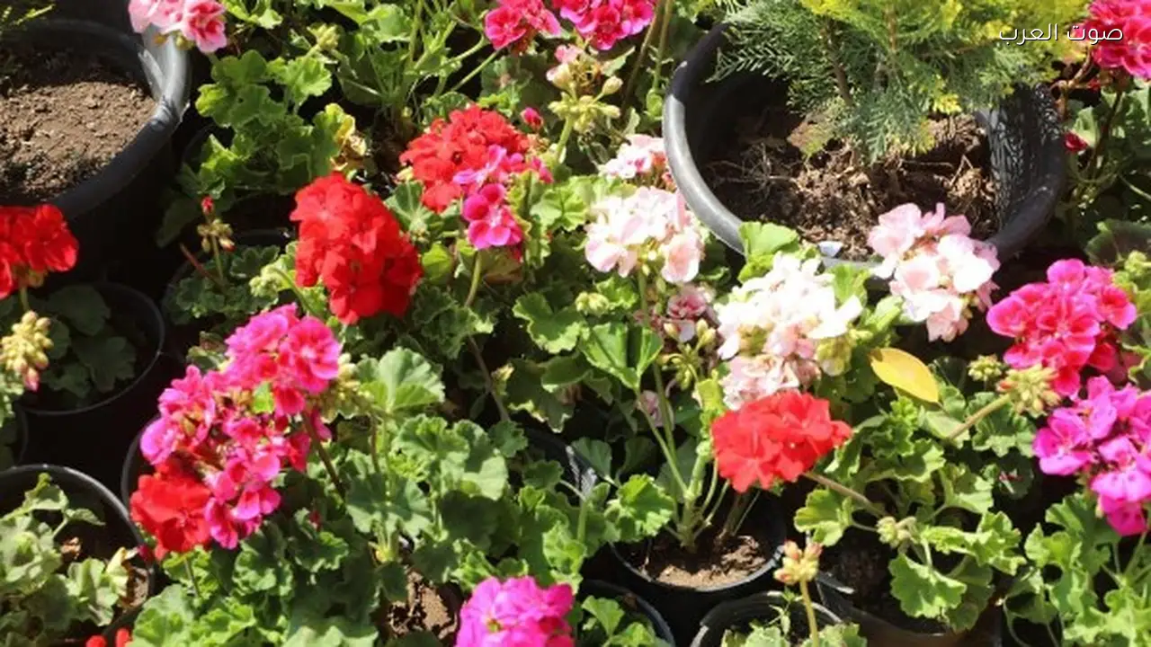 معرض الزهور يفتح أبوابه اليوم ووزير الزراعة يمنح الجمهور فترة إضافية