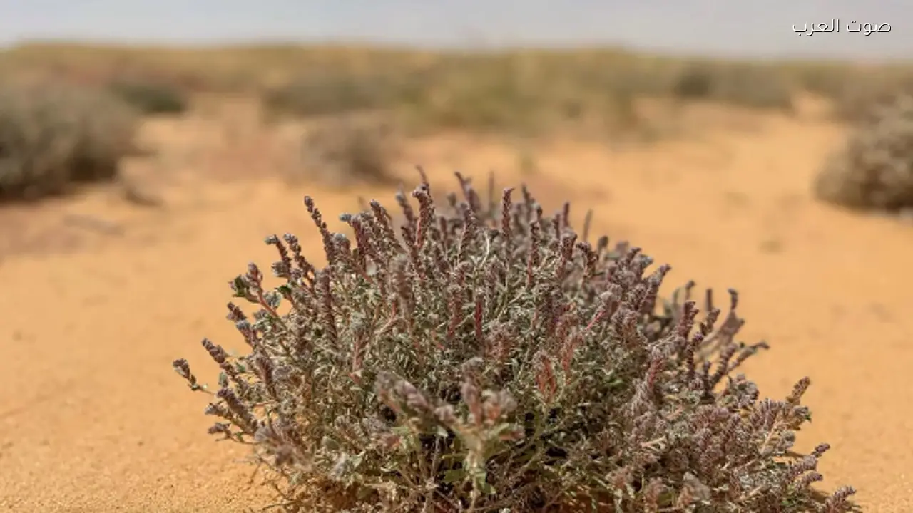 نبات الحَلَم يتصدر الغطاء النباتي في القصيم