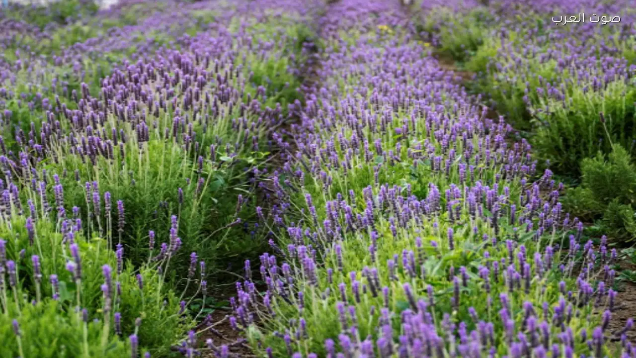 نبات اللافندر في الطائف يتيح فرصًا استثمارية وسياحية جديدة
