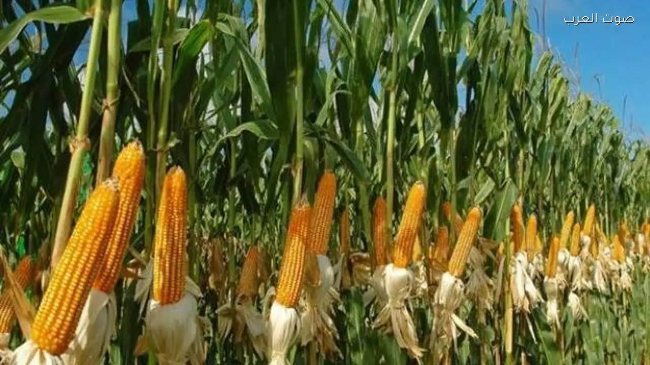 نصائح هامة لمزارعي الذرة الشامية لزيادة الإنتاجية