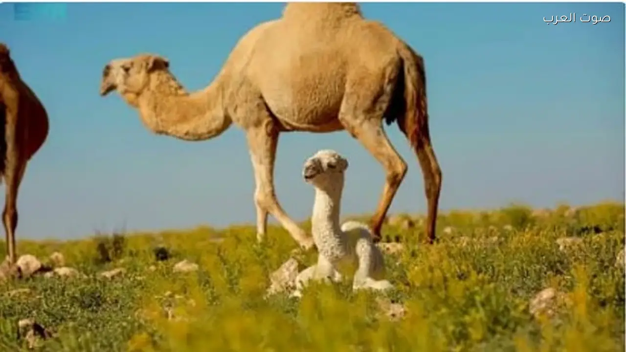 هيئة تطوير محمية الإمام عبدالعزيز تمنع الرعي دون تصريح