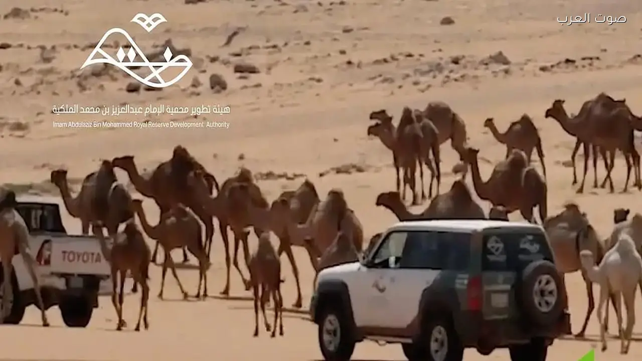 هيئة تطوير محمية الإمام عبدالعزيز تمنع الرعي دون تصريح وتطبق العقوبات