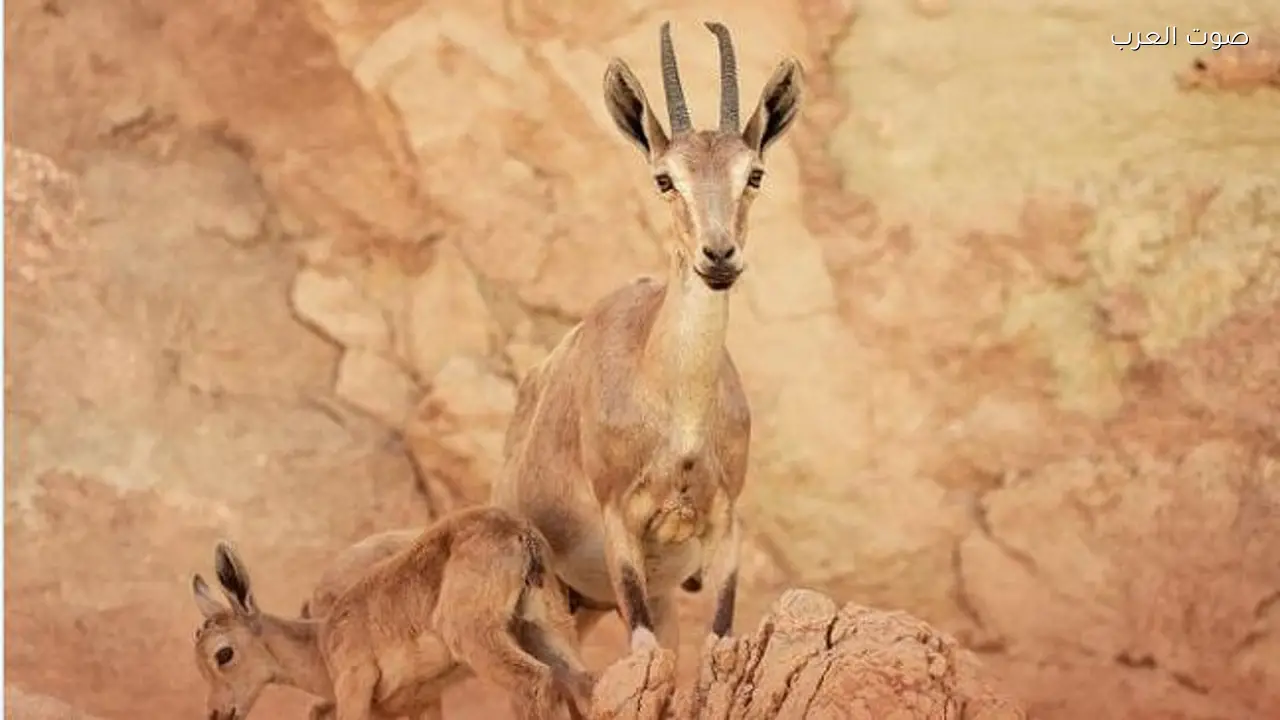 ولادة أول وعل في محمية الوعول بالسعودية 2026