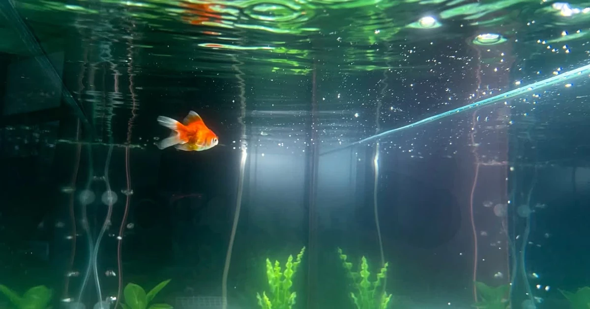 Ein „prophetischer“ Goldfisch macht eine schockierende Vorhersage zum Ergebnis des Spiels Argentinien gegen Österreich am 23. Juni um 0:00 Uhr.