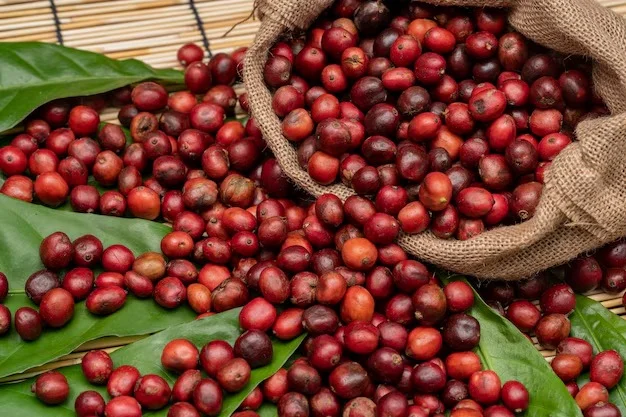 Kaffeepreise heute, 24. Juni: Die Arabica-Preise steigen aufgrund anhaltender Regenfälle in Brasilien.