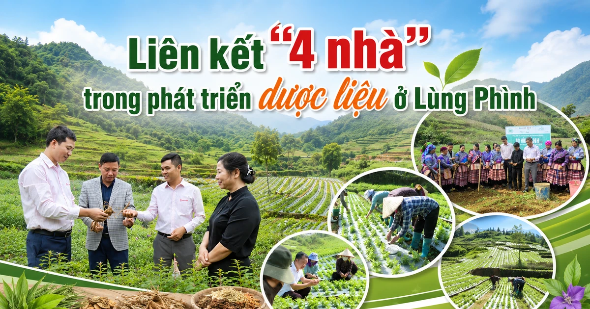 Liên kết “4 nhà” trong phát triển dược liệu ở Lùng Phình