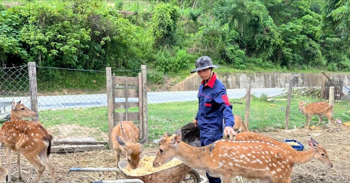 Membuka peluang ekonomi bagi daerah dataran tinggi: Model ekonomi baru