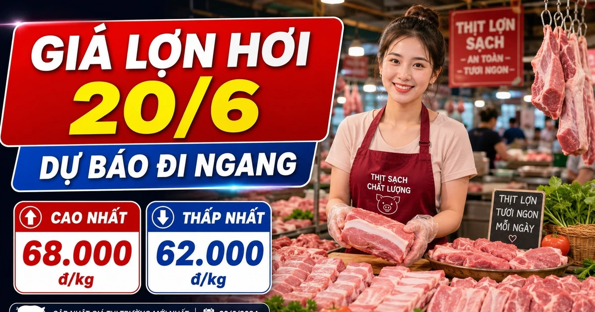 Prix ​​du porc vivant le 20 juin : L’écart de prix entre le Nord et le Sud atteint jusqu’à 6 000 VND/kg.