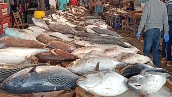 أسعار السمك اليوم في سوق العبور.. تراجع البلطي لـ80 جنيها