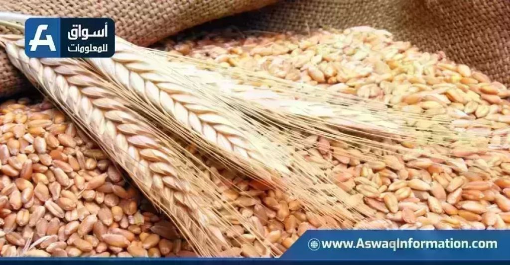 أسعار القمح اليوم الإثنين عند التاجر.. الطن الروسي بكام
