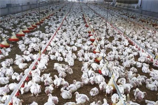 اتحاد منتجي الدواجن يُحذر: خسائر كبيرة تُهدد بخروج المربين من السوق
