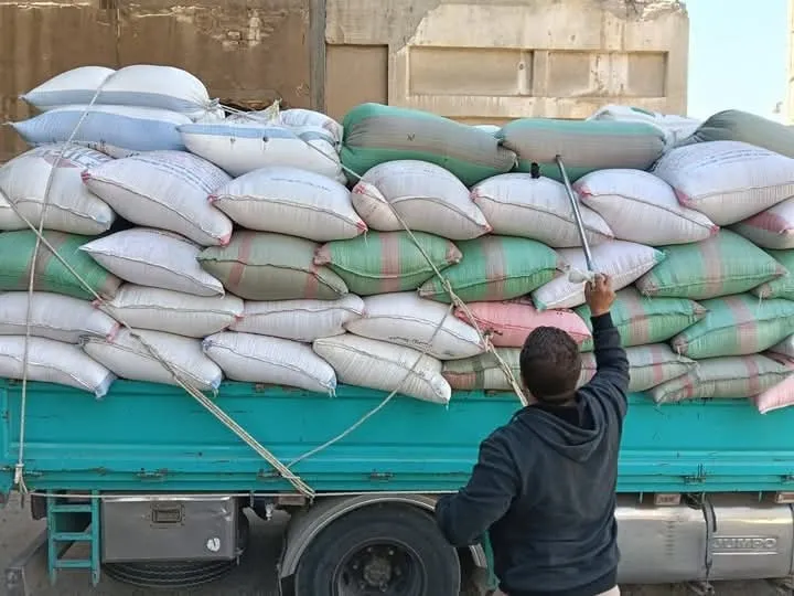 استلام أكثر من 500 ألف طن من القمح المحلي بمواقع التخزين بالصوامع والشون بالجيزة 