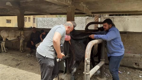 البيطري: تلقيح 38 ألف رأس ماشية وتشخيص 21 ألف حالة حمل خلال مايو لدعم الثروة الحيوانية