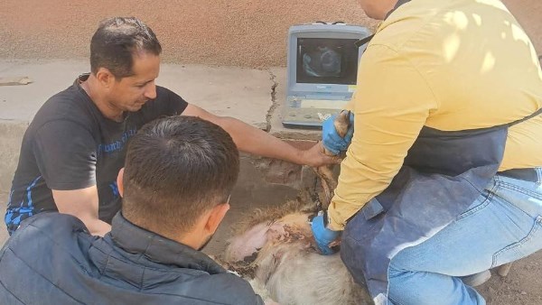 الزراعة تعلن بالأرقام.. تلقيح 38,761 رأس ماشية وعلاج آلاف الحالات خلال مايو