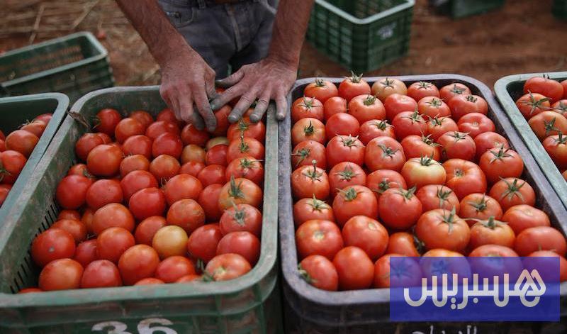 الطماطم المغربية المُصدرة تهدئ مخاوف الفرنسيين بشأن “الإخلال بالمنافسة”