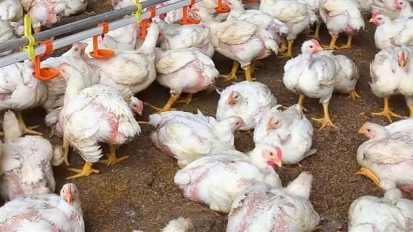 الفراخ البيضاء تبدأ من 60 جنيهًا بالمزارع.. تعرف على الأسعار اليوم
