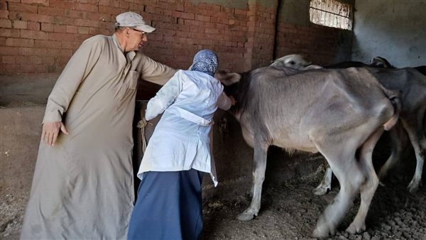 المنيا تحصن 175 ألف رأس ماشية ضد الحمى القلاعية والوادي المتصدع