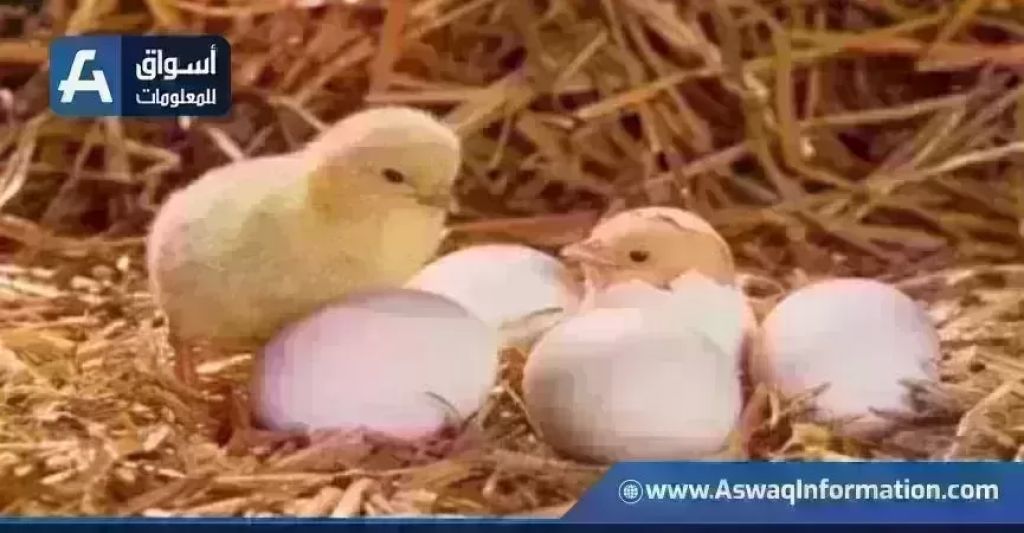 تراجع سعر الكتكوت الأبيض.. أسعار الكتاكيت اليوم الإثنين بالمزرعة