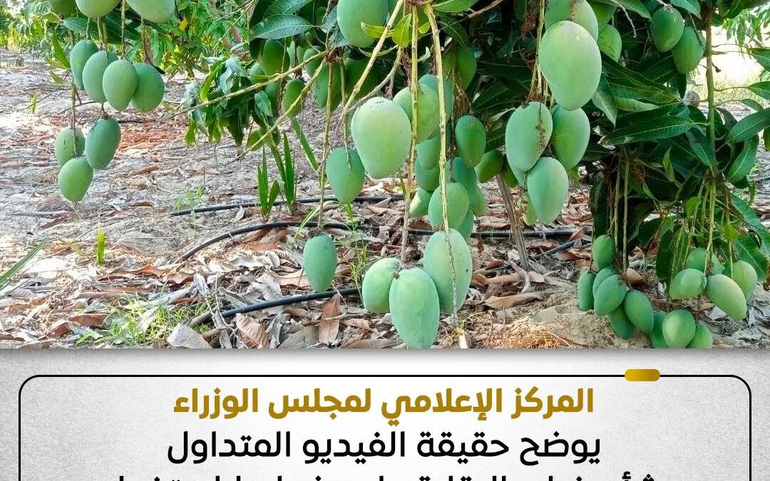 حقيقة الفيديو المتداول بشأن غياب الرقابة على ضوابط استخدام مواد كيميائية تسرع نضج الفاكهة