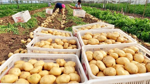 رقم تاريخي على أعتاب المليون طن.. كيف تربعت البطاطس المصرية على عرش الصادرات العالمية؟