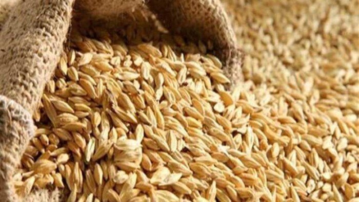 سعر الأرز الشعير اليوم الأحد 14-6-2026 في الأسواق.. سعر الطن كام؟