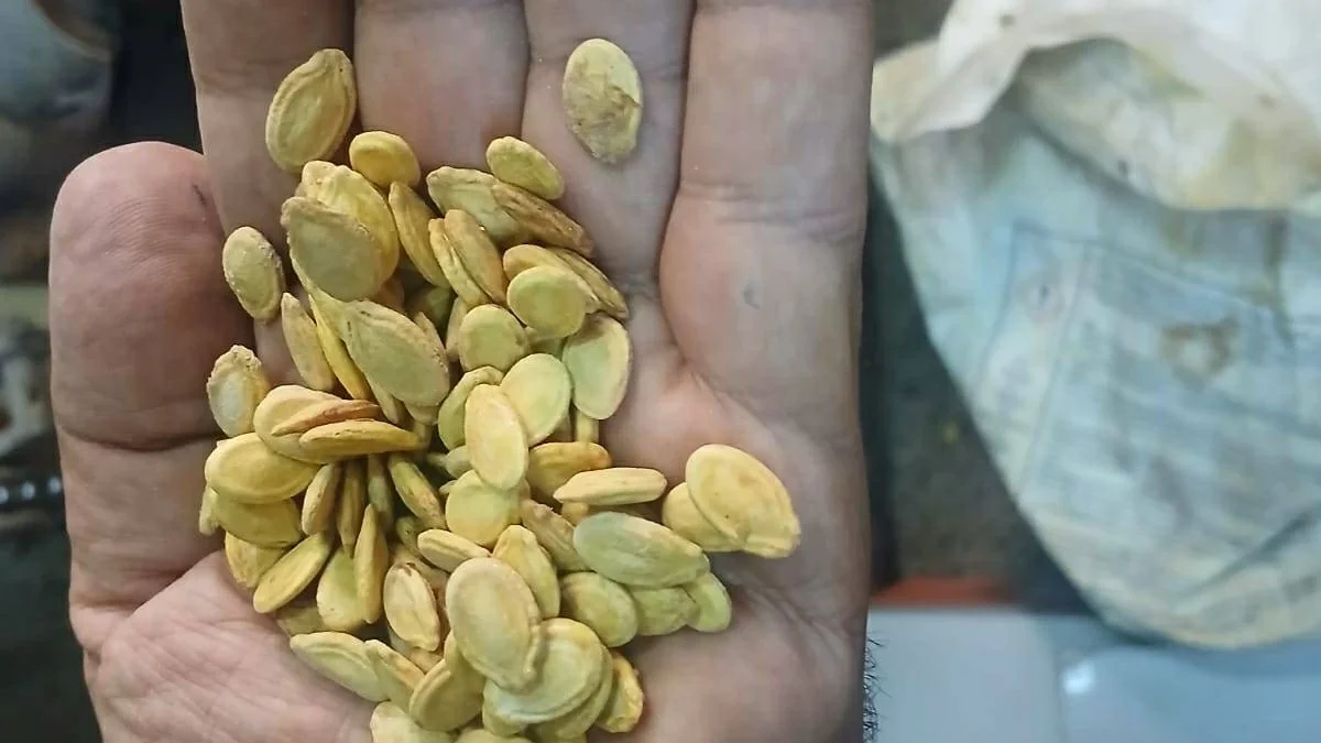 ضبط مواد محظور استخدامها فى تلوين الأغذية داخل محل بيع وتحميص اللب بأسيوط