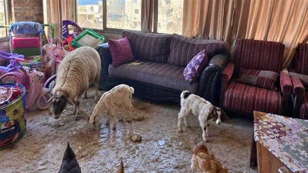 في بلدة الدوير الجنوبية عاد احد اصحاب المنازل ليجد قطيعاً من الماعز  ودجاجاً داخل منزله