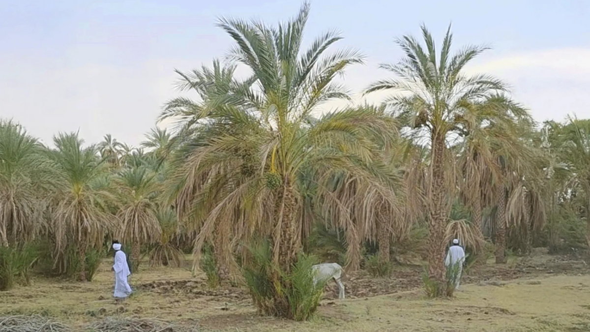 كهرباء الولاية الشمالية في السودان تهدد بقطع أرزاق المزارعين