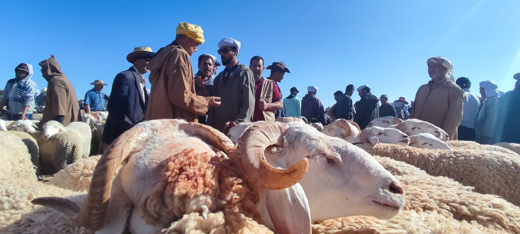 لماذا تخاف الأغلبية من التحقيق مع “الفراقشية”؟